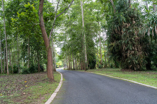 西双版纳中科院植物园里的道路