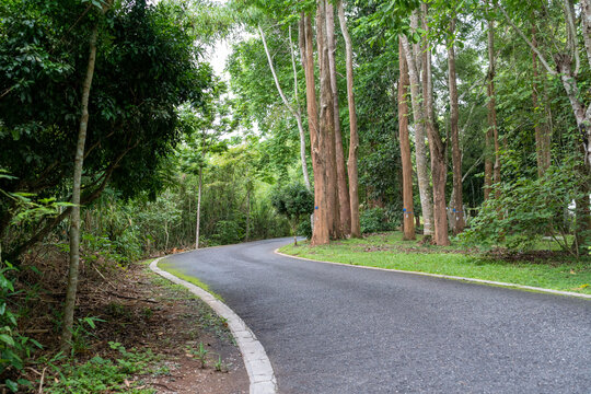 西双版纳中科院植物园里的道路