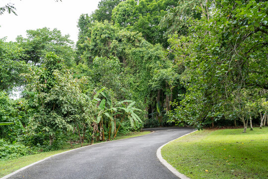 西双版纳中科院植物园里的道路