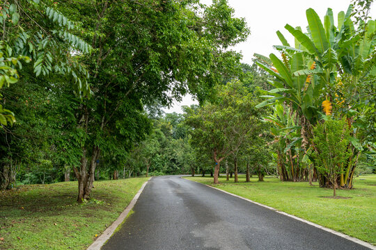 西双版纳中科院植物园里的道路