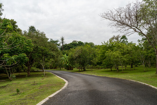 西双版纳中科院植物园里的道路