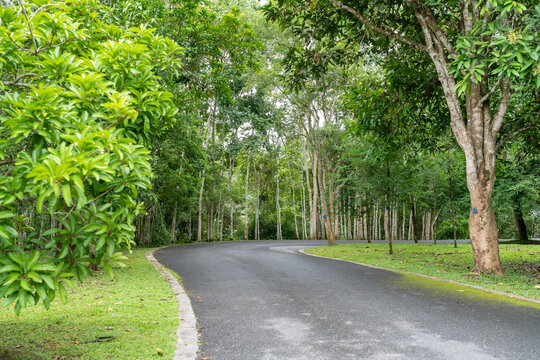 西双版纳中科院植物园里的道路