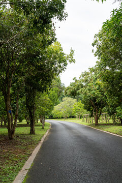 西双版纳中科院植物园里的道路