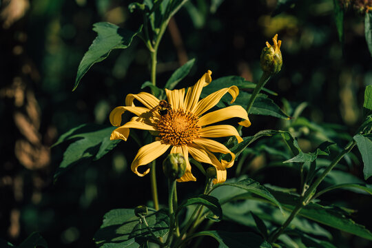 阳光下的肿柄菊