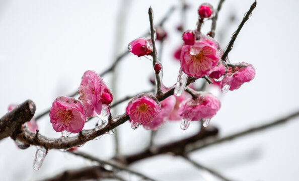 寒冬结冰的粉色梅花