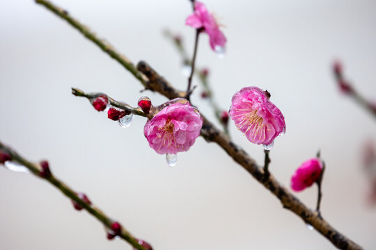 寒冬结冰的粉色梅花