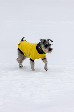 雪中穿着黄衣服的雪纳瑞犬