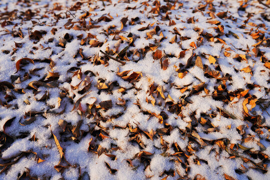 落叶白雪