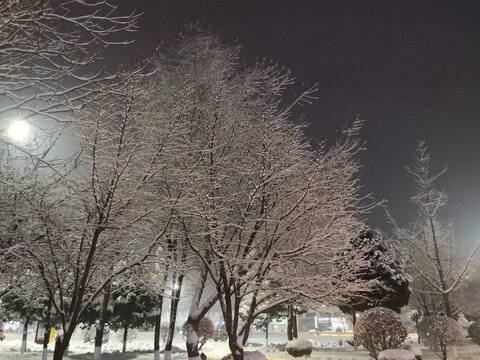 夜晚雪后的树挂