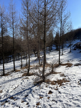 雪山树林