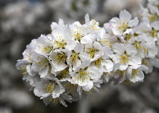 绽放的樱桃花