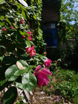5月蔷薇花