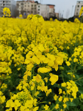 成都双流油菜花