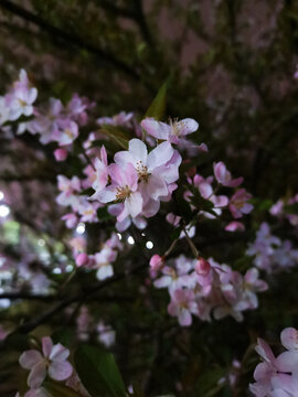 苹果花