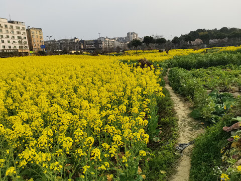 油菜花