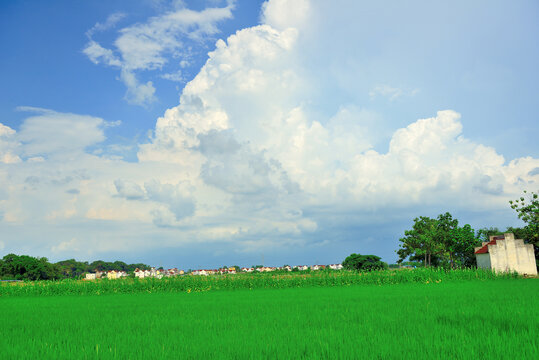 蓝天白云下的万亩稻田