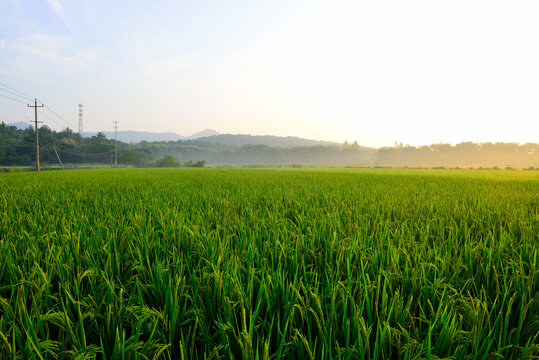 夏日稻田