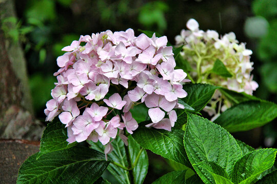 绣球花粉团花