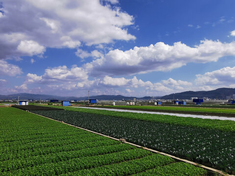 田园风光