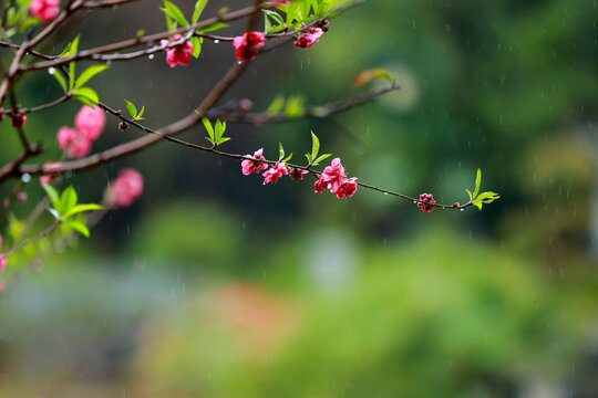 雨中桃花镜头