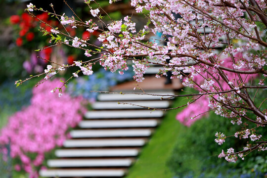 公园里盛开的粉色樱花