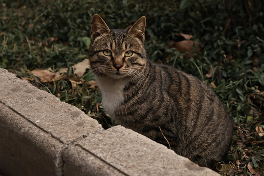 狸花猫