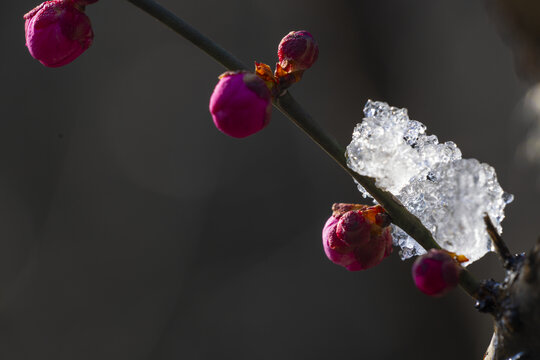 傲雪寒梅