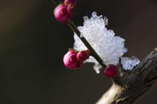 雪压梅花