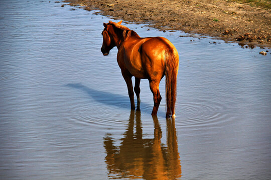 河边饮水的马