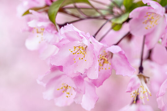 垂丝海棠花