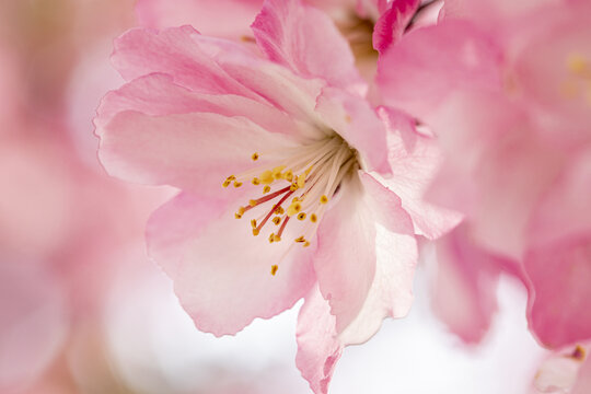 春天盛开的垂丝海棠花