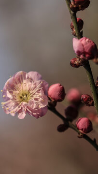 梅花摄影