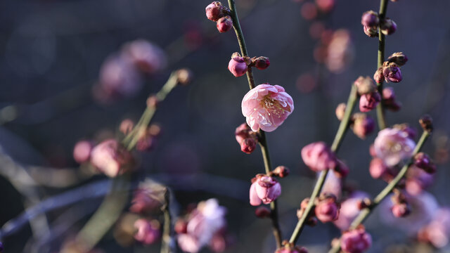 梅花摄影