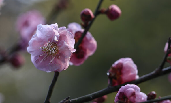 水墨梅花