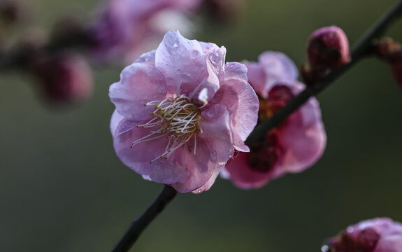 水粉梅花