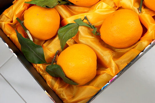 春见粑粑橘礼盒