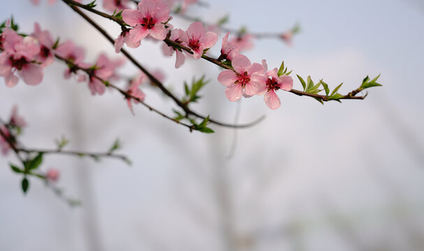 桃花