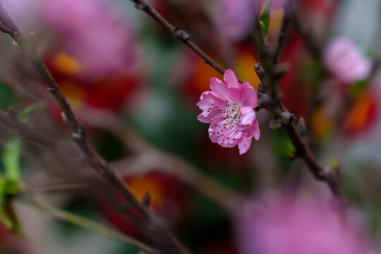 桃花特写