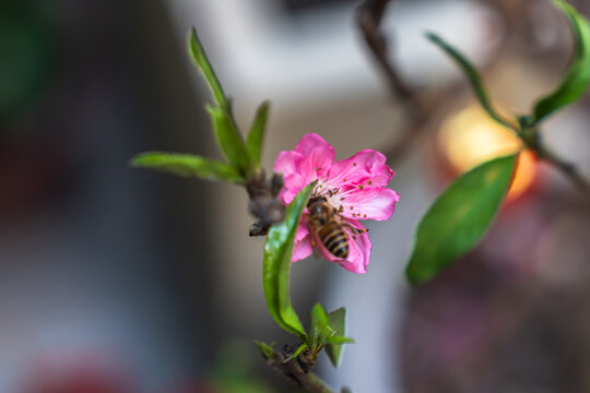 桃花特写