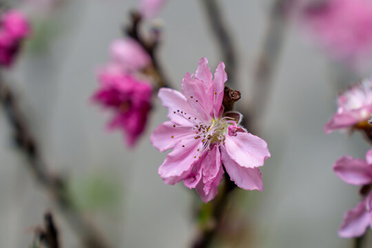 桃花特写