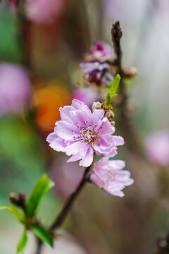 桃花特写