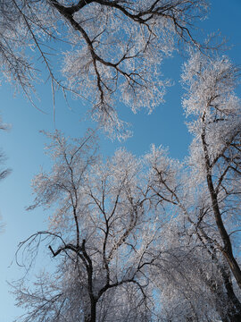 雪林