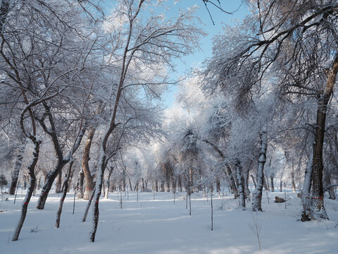 北方的雪