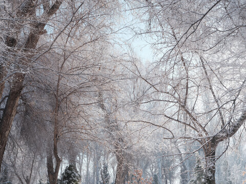 北方的雪