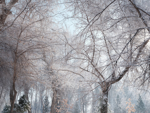 雪景