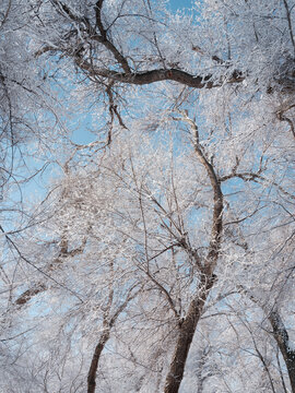 雪景