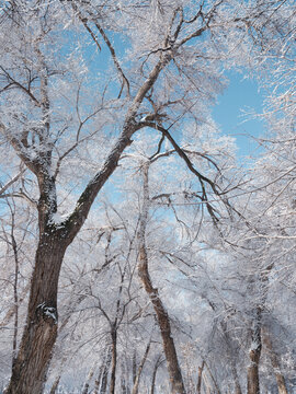 冬天雪景