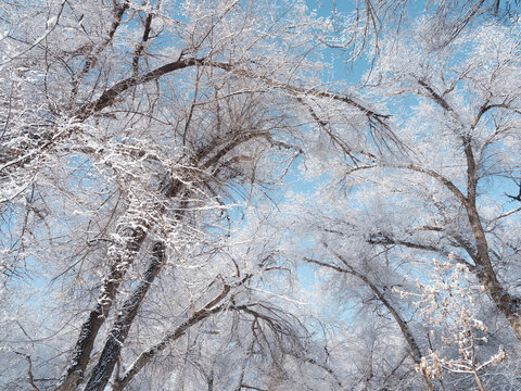 雪林