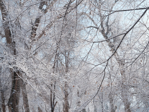 雪景