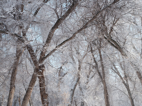 雪景